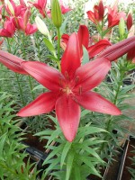 [5078 Methone No01.JPG]